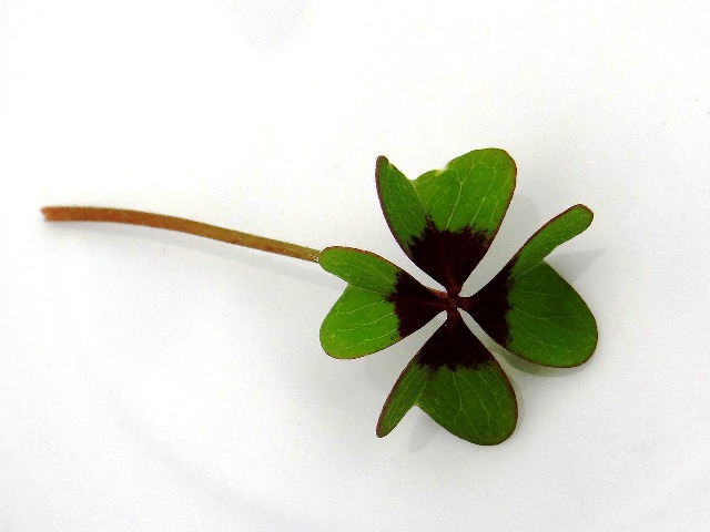 kleeblatt